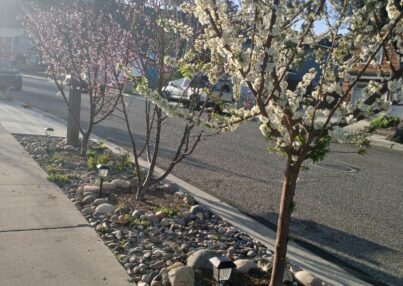 spring flowers